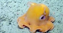 haaileybtv's tweet photo. dumbo octopus 🐙 https://t.co/zAWwfT0kTk