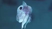 haaileybtv's tweet photo. dumbo octopus 🐙 https://t.co/zAWwfT0kTk