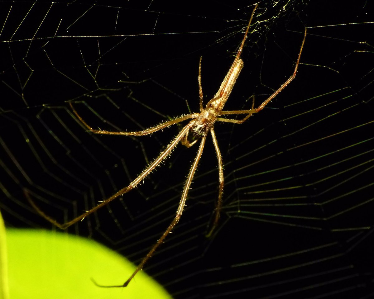 Elongate stilt spider aka long jawed orb weaver for #MacroMonday

#MacroHour #IndiAves #ThePhotoHour #WaytoWild #PhotoOfTheDay #BBCWildlifePOTD  #natgeowild #natgeoindia #NaturePhotography #arachnid #arthropods #spiders