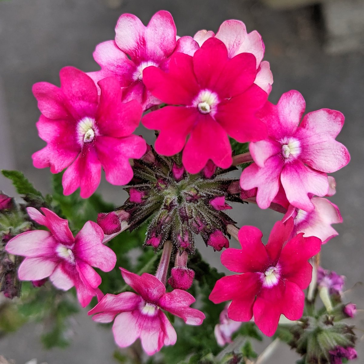 fleur verveine violettes-fleurs-roses-jardin