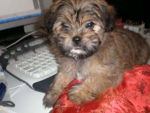 Dr Anita Goh 🧠 🇦🇺 🇲🇾 She/her. Own views. tweet media