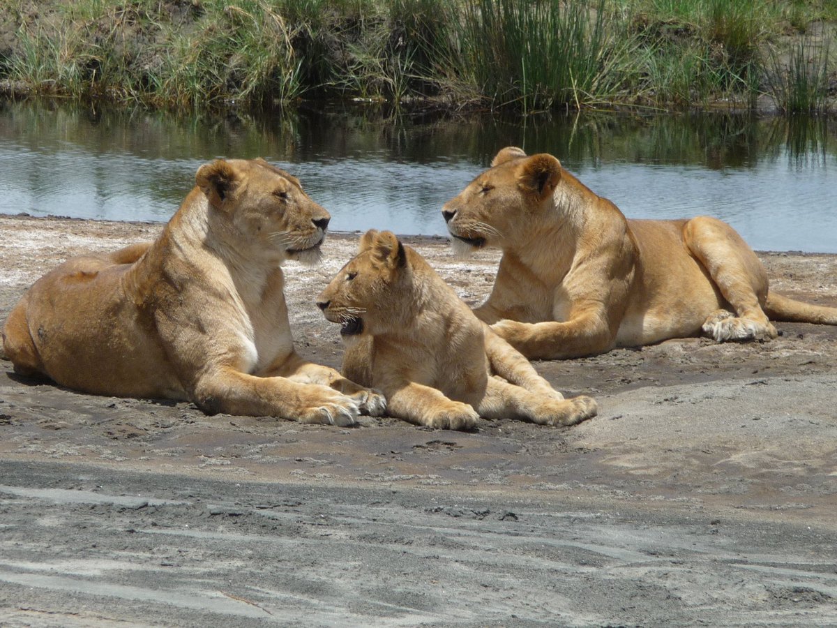 Beauties of the rich Serengeti National Park 

Amazing concentration of wildlife

#wildlifetours #VisitTanzania #tanzaniasafaris #jungle #serengetinationalpark #wildebeests #wildebeestmigration #lions #lionsofafrica 
📸 courtesy images