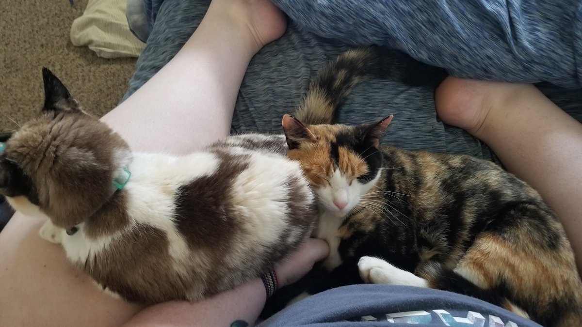 SassyMoo85's tweet photo. @GoInterrobang Kitten hugging elderly booty https://t.co/eYwYOdXNkM
