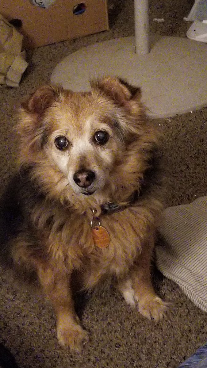 SassyMoo85's tweet photo. @GoInterrobang A sweet eldery floof https://t.co/nWHbjiSlru