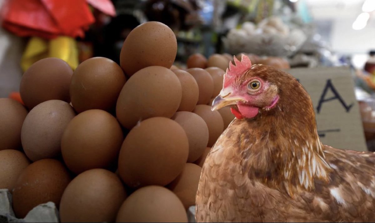 najwarafdiii's tweet photo. [MALAYSIA IS READY TO 'STOCKPILES' CHICKEN AND EGGS BEFORE AIDILFITRI]

[Thread]

Name:Puteri Anis Najwa binti Mohd Rafdi
Student id:2022643828

#COM201 #MMC1102D #MMC1102D2023 #Aidilfitri #RayaAidilfitri2023 https://t.co/sKU7XxRIQL