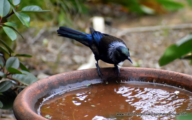 TrishaNicholson's tweet photo. Good evening 🙃Bath time for Tūī.
#birds #NZNativeBirds https://t.co/d1ahJ8YstX
