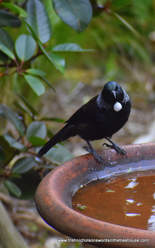 TrishaNicholson's tweet photo. Good evening 🙃Bath time for Tūī.
#birds #NZNativeBirds https://t.co/d1ahJ8YstX