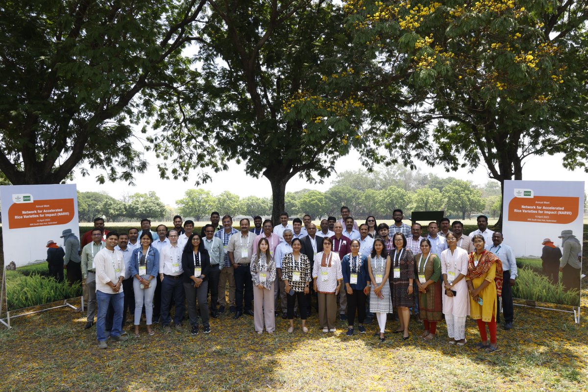 vikasirri's tweet photo. The Network for Accelerated Rice Varieties for Impact (NARVI) annual meeting was held on 10 April 2023 at the IRRI South Asia Hub, ICRISAT Campus in Hyderabad, India, with 45 attendees from IRRI and the seed industry https://t.co/BfQUoyTDhs