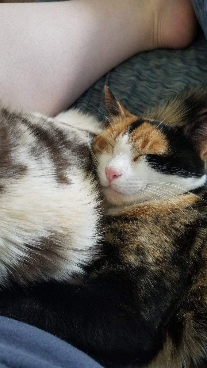 SassyMoo85's tweet photo. @CrimsonZabrak She is smug in her affections. Senior citizen is too sleepy to care to retaliate at the moment. https://t.co/1Y3P6hGIZY