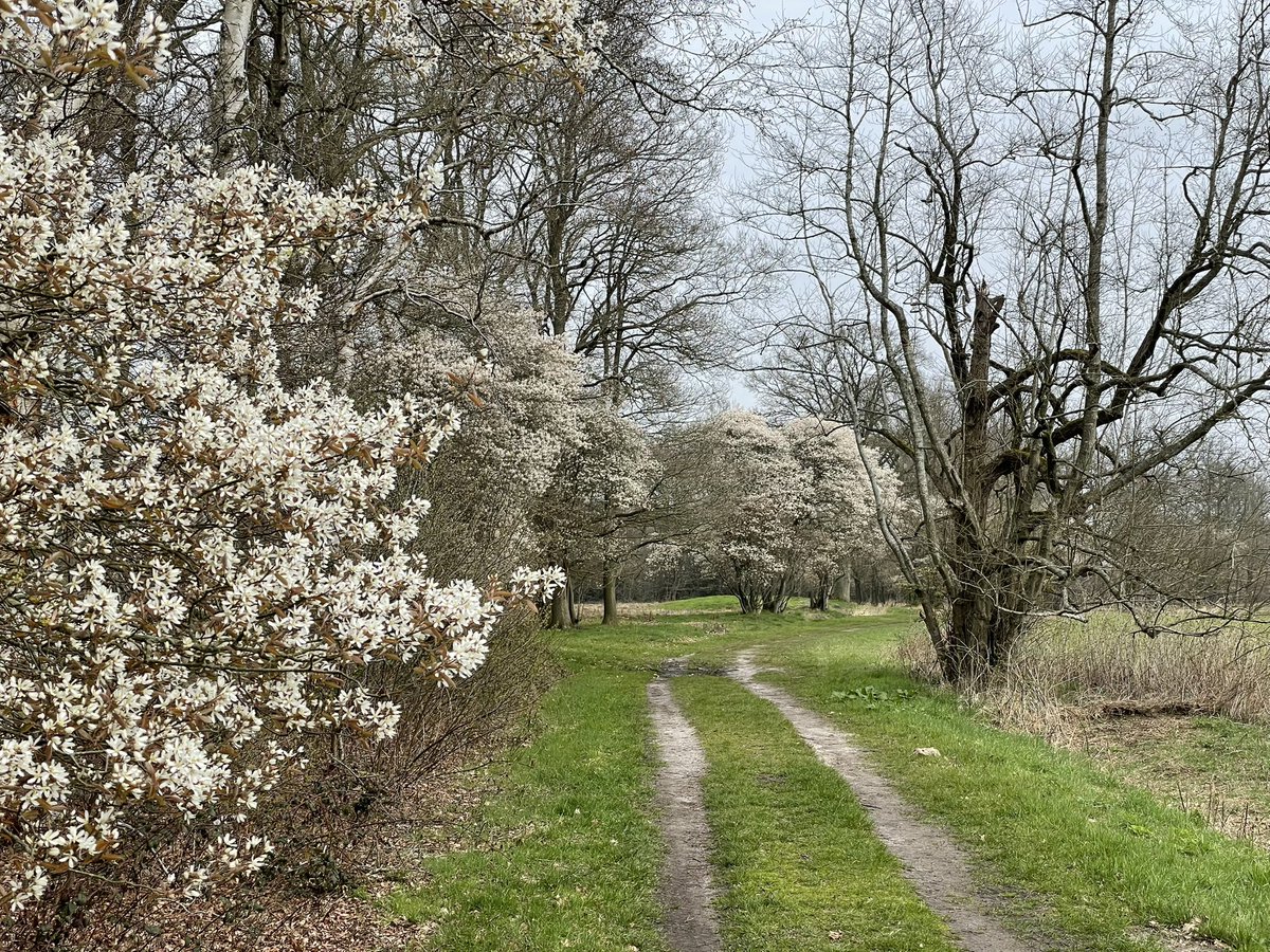 Jan Dijk tweet media