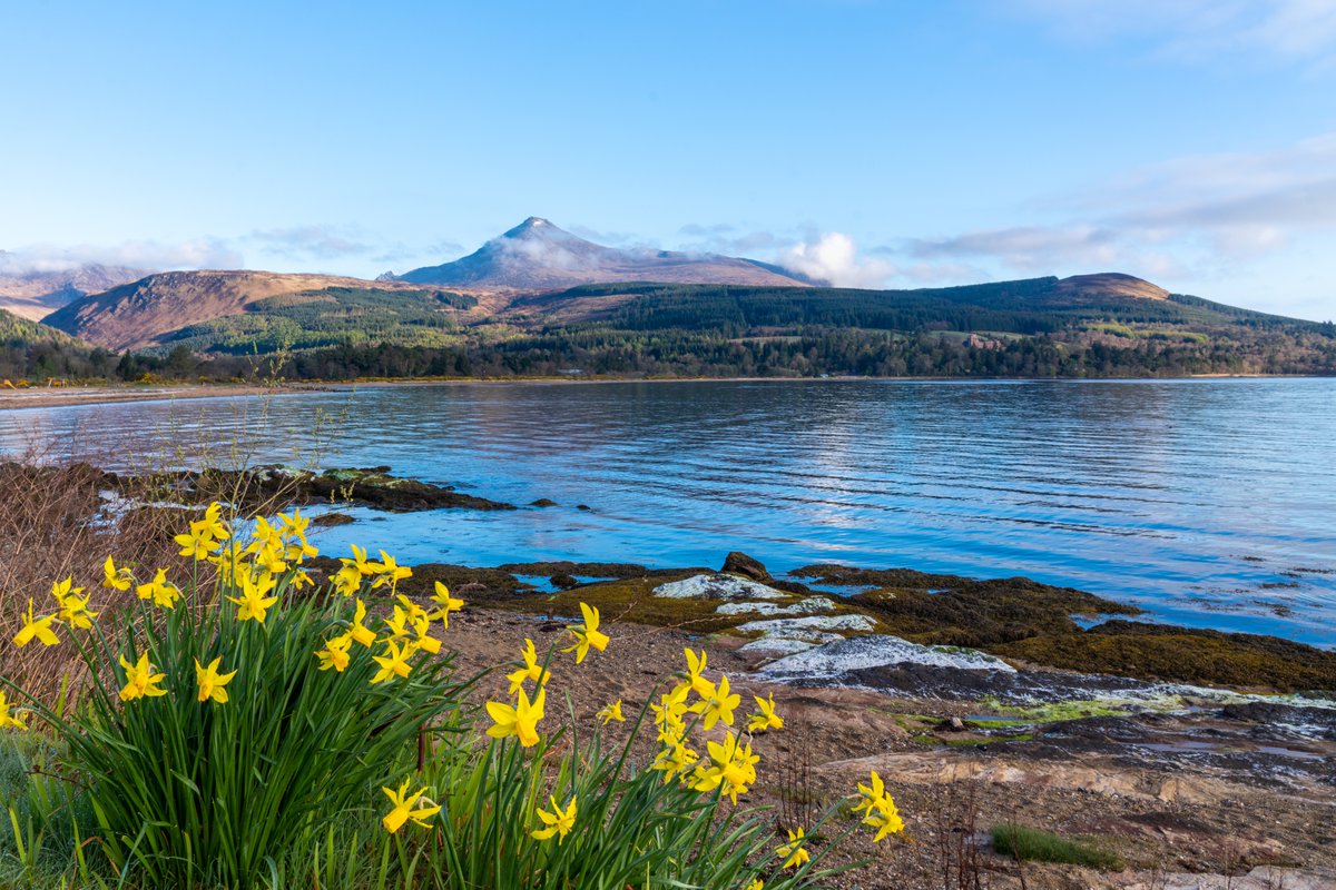 LesleyAM13's tweet image. Good morning and Happy Monday!😊 It was lovely to see the daffodils still going strong on the bank of Brodick Bay on the Isle of Arran. ❤️
@VisitScotland @VisitArran #Scotland #IsleofArran #Brodick #spring #daffodils