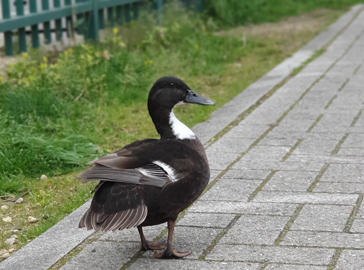 Kwam ik deze schone net even tegen en hij/zij bleef even om te poseren 😊

#Duck #animal