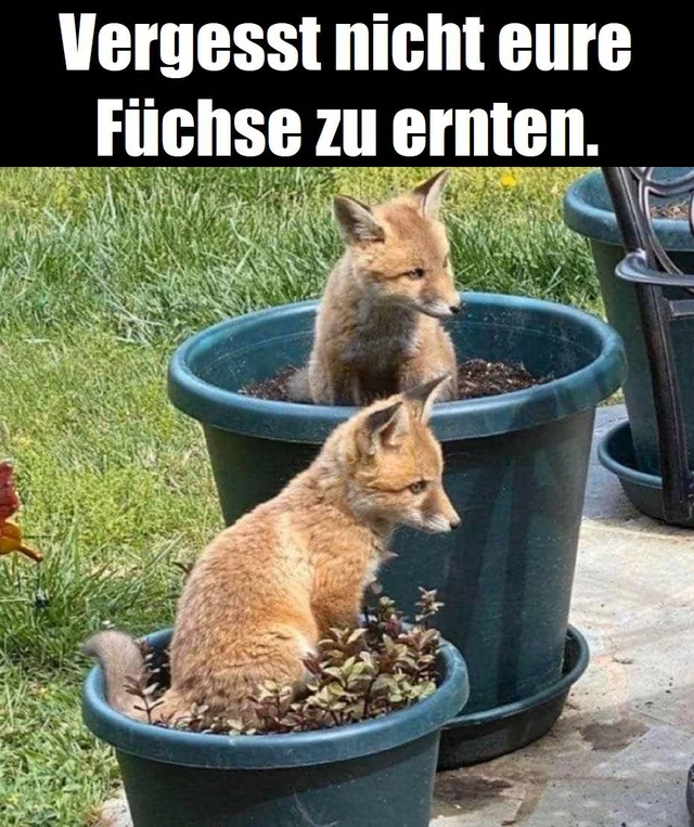 HalleFurs's tweet photo. Heute ist wieder mal #MemeMonday und ihr wisst was das heißt. https://t.co/DTSiueLogc