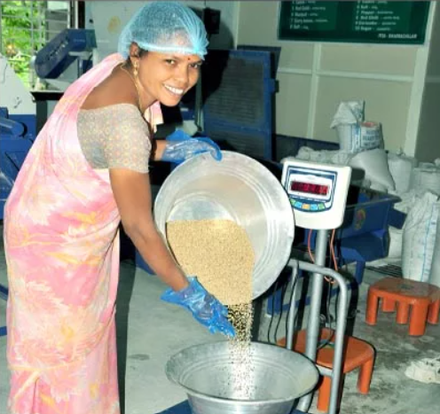 Ramamma embarked on her journey from her village in Bhadrachalam to attend a training program at #ICRISAT. This training helped her to develop the skills necessary to process millets and create nutritious products, which she now markets in her village.
 
en.krishakjagat.org/ag-tech-resear…