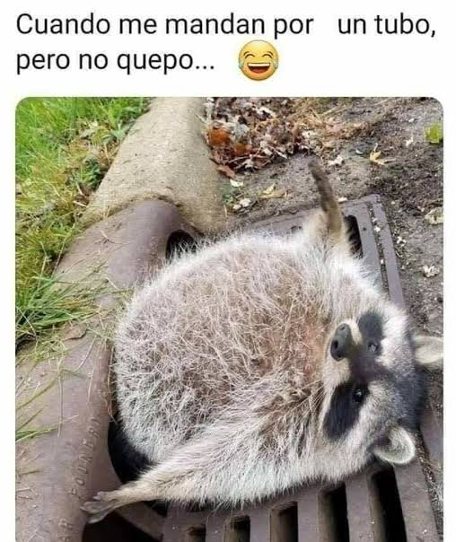 MapachitosFun tweet picture