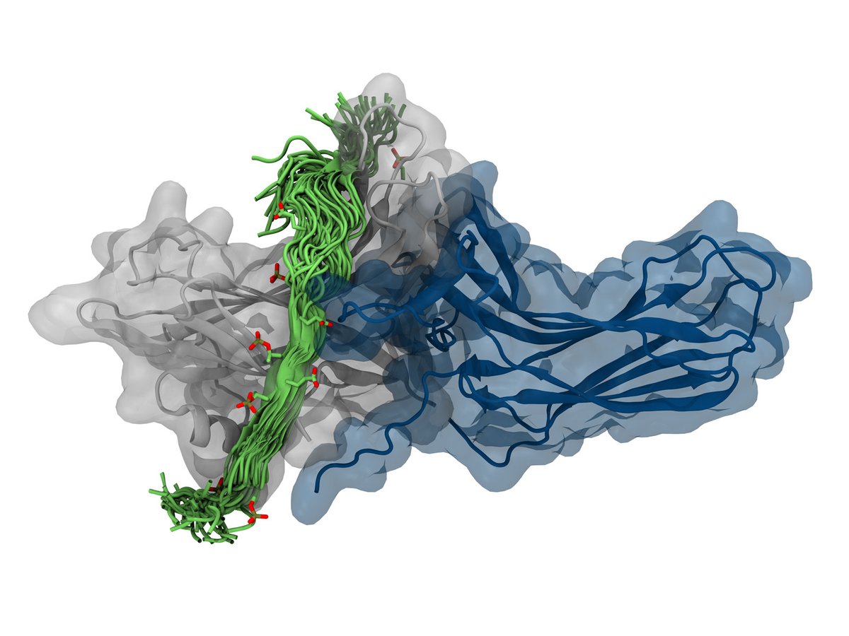 Scientists have made new discoveries about how a G protein–coupled receptor coordinates cell migration in response to stimuli, which could facilitate future efforts to target this receptor or other #GPCRs in inflammation or cancer. @SciSignal #Biochemistry scim.ag/2gs
