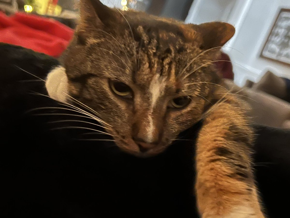 Dream's tweet photo. @DojaCat this is my cat https://t.co/y3Db61fdjI