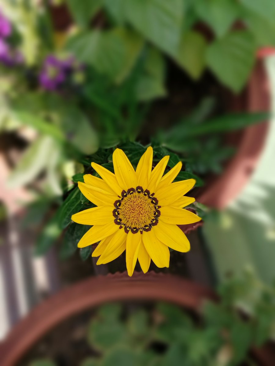 Reflexangle's tweet photo. @kerketta_punam #Yellow_Flower https://t.co/4lyH3eF2Xr