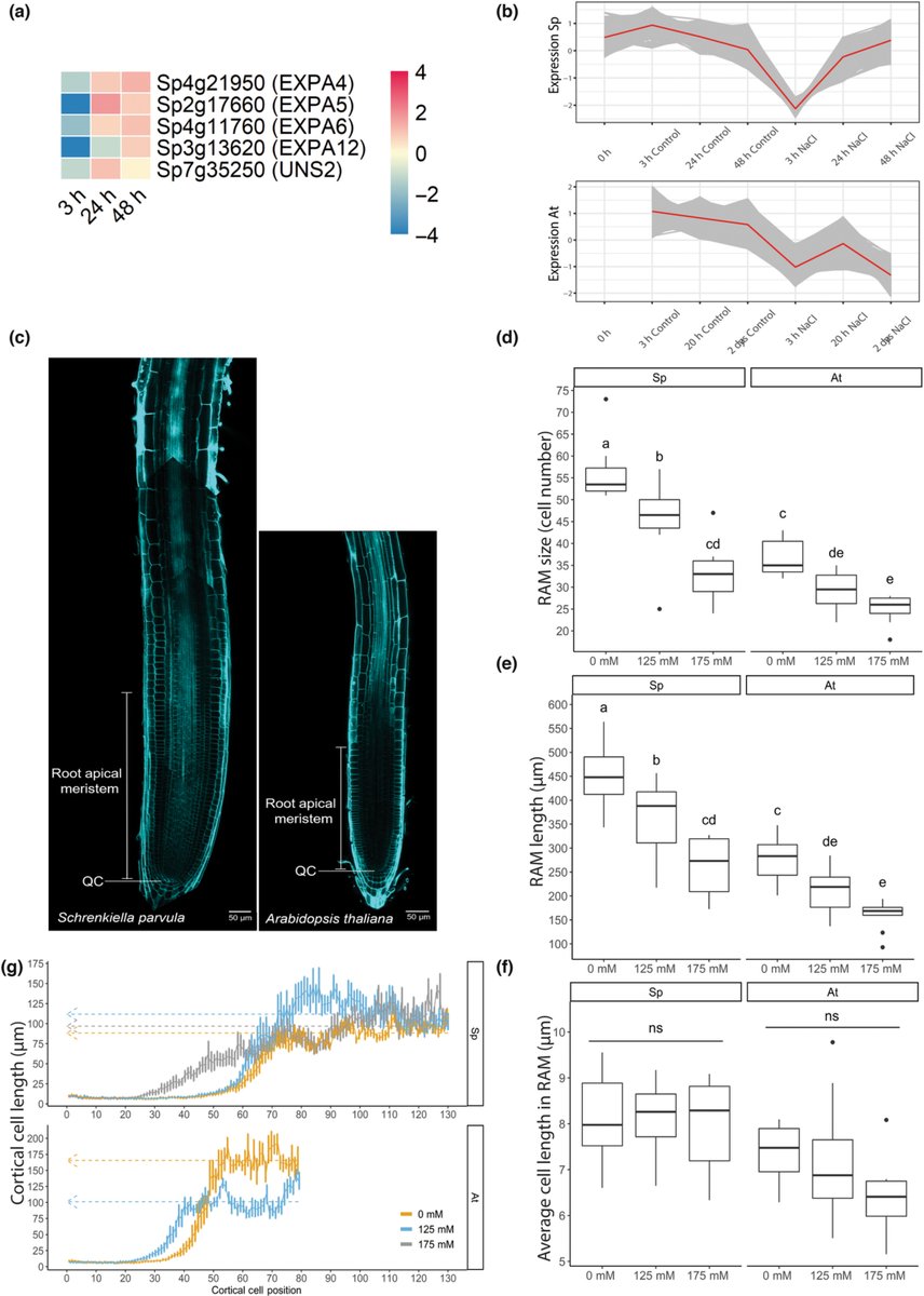 Effective root responses to salinity stress include maintained cell expansion and carbon allocation
Li et al. @PPH_WUR 

📖ow.ly/UvIu50NJrhK