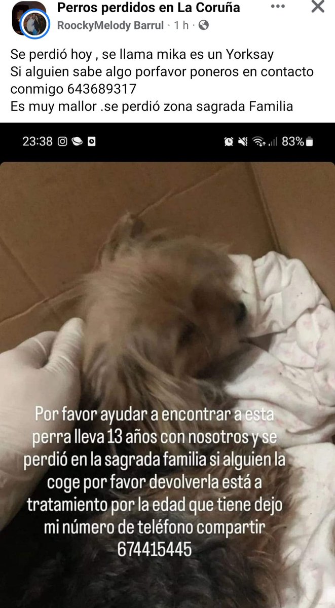 Comparto: A Coruña, zona sagrada familia, yorkshire muy mayor perdido. @Silcerino <a href="/EloyTP/">Eloy TP</a> <a href="/SagradaOsMallos/">SagradaFamilia_OsMallos</a>