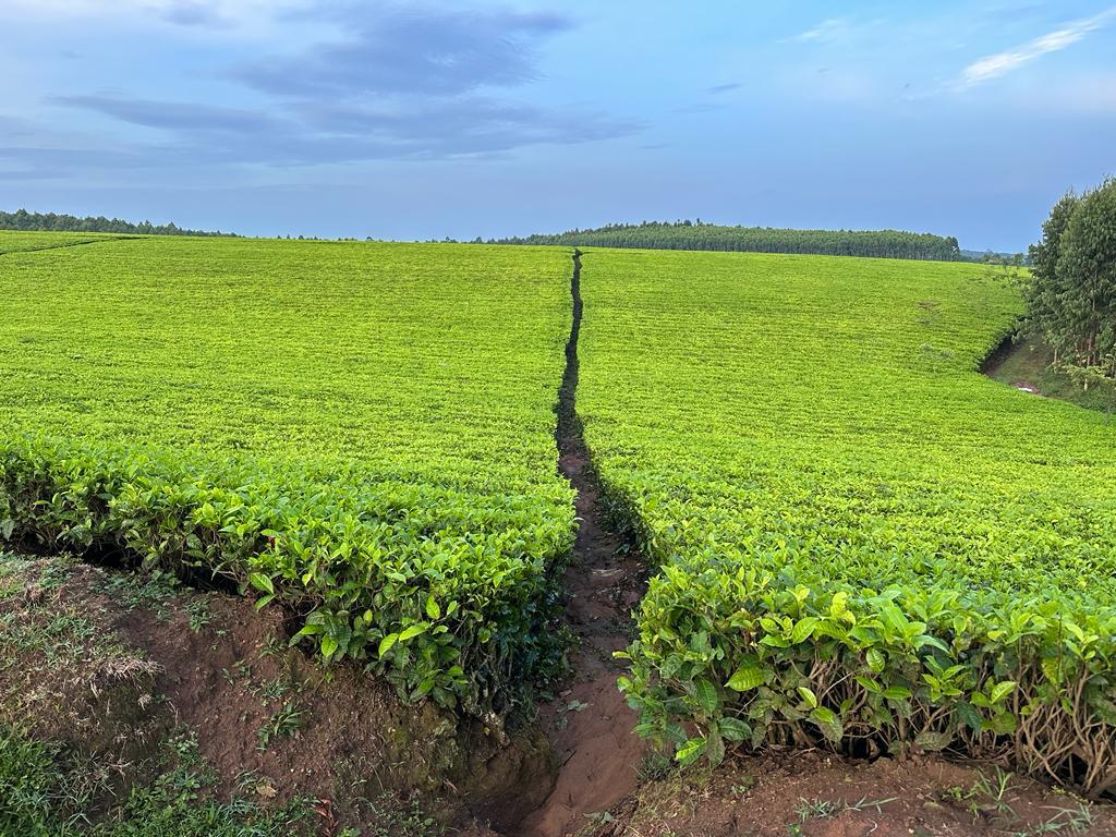 The benefits of Good Agricultural Practices in Tea. Look at the beautiful table #AnkoleTea