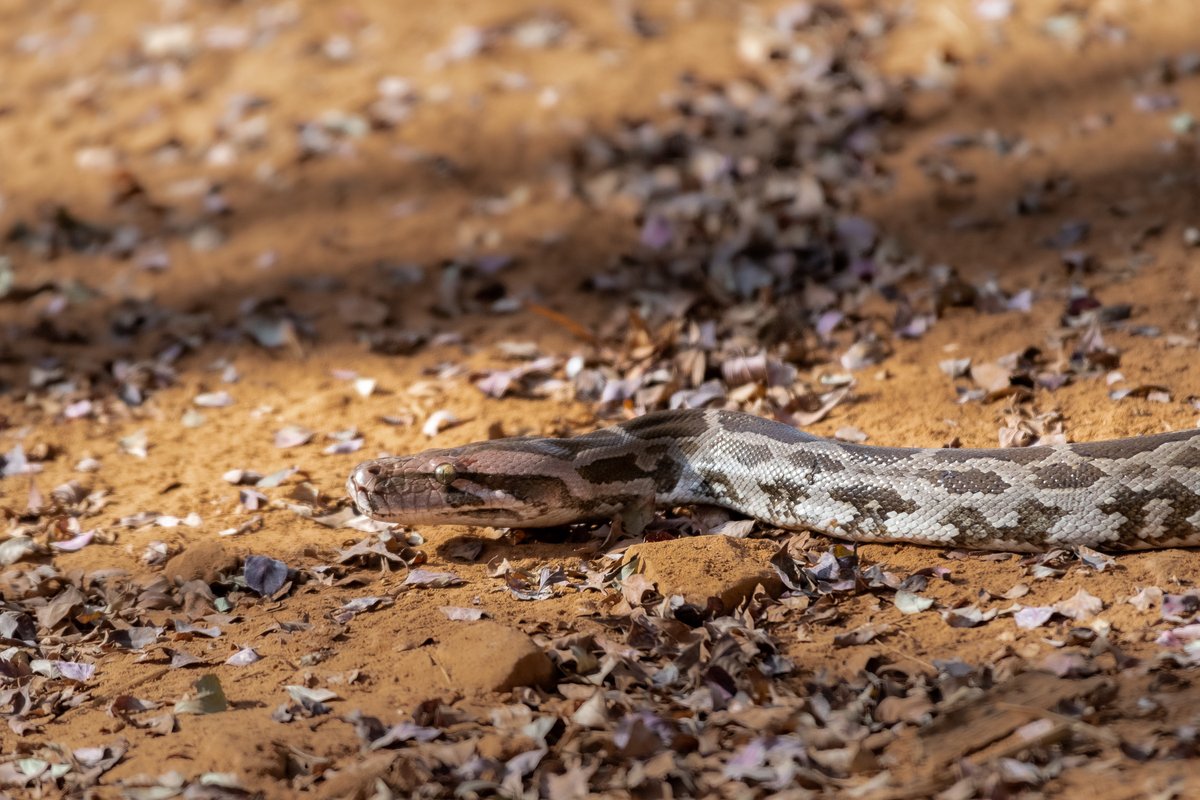 tigerwalah's tweet image. Did you know - #IndianRockPython is a widely found in various ecosystems and habitats. It is the largest #snake found in #India, measuring up to 16-20 feet in length and weighing as heavy as 90 kilograms!
#indianwildlife #wildlifephotogrpahy #naturephotography #indiwild #python