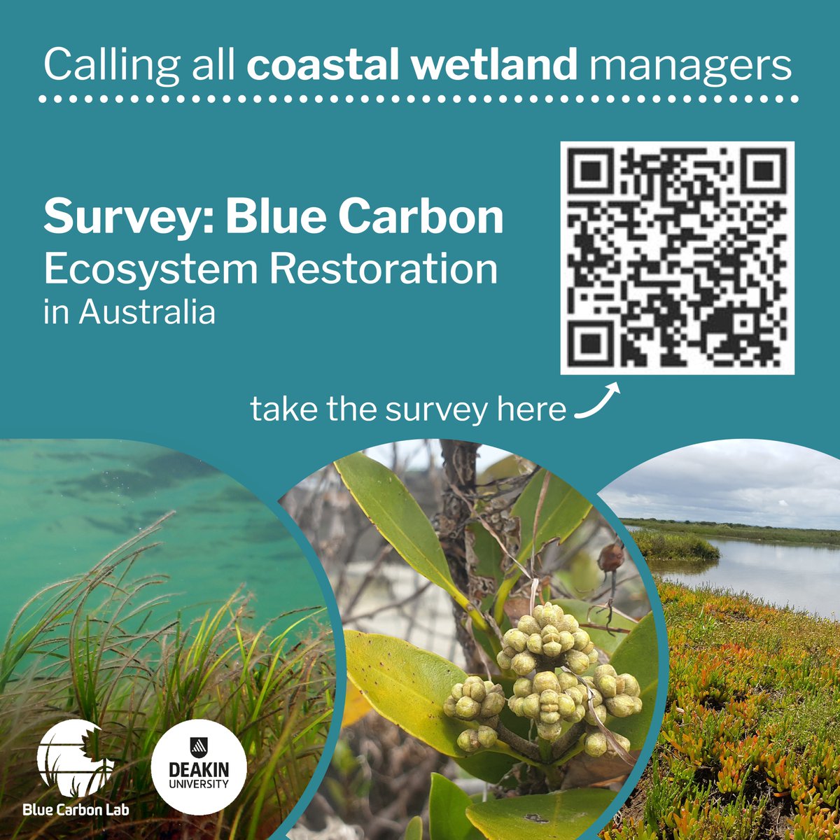 If you’re a coastal wetland #restoration manager in Australia, there’s still time to share your insights with us in this survey - deakin.au/3hfPMNL. Your answers will help us better understand costs, motivations, and opportunities for #bluecarbon restoration🌱