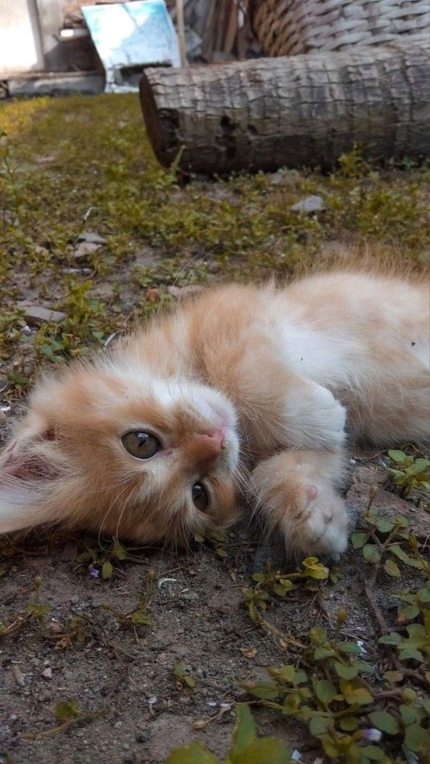 barbypada's tweet photo. ♡♡♡🐱♡♡♡ https://t.co/u6oN3Rfp3g