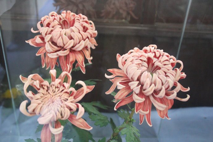 prc9999's tweet photo. sola flower，which are made of Tongcao (Tongcao wood)，and originated from the Tang and Song dynasties
#solaflower #IntangibleCulturalHeritage
#chineseculture #chineseart #Handiwork #Handmadeproducts #Culturalheritage #flower #chinesestyle https://t.co/ptXDIBPIHJ