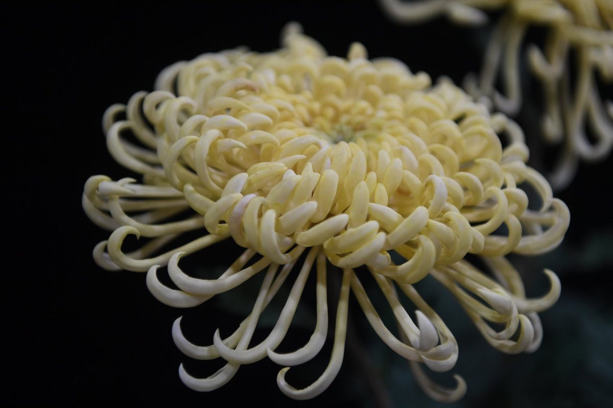 prc9999's tweet photo. sola flower，which are made of Tongcao (Tongcao wood)，and originated from the Tang and Song dynasties
#solaflower #IntangibleCulturalHeritage
#chineseculture #chineseart #Handiwork #Handmadeproducts #Culturalheritage #flower #chinesestyle https://t.co/ptXDIBPIHJ