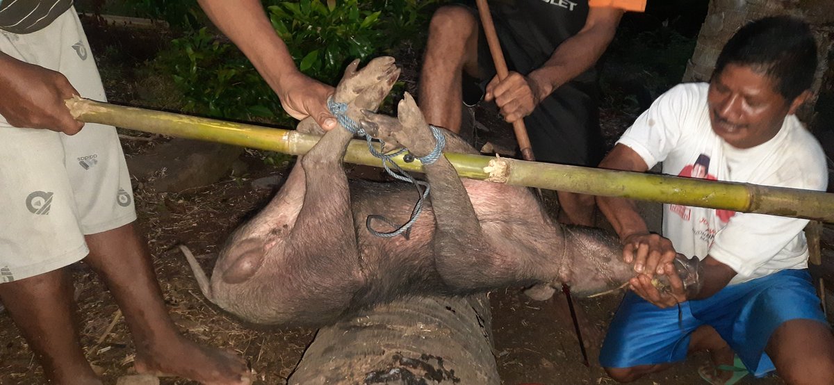 bwillynataka's tweet photo. Babi Hutan ternyata memiliki tekstur daging yg lebih empuk🤝♻️ https://t.co/CQNGjCPWTp