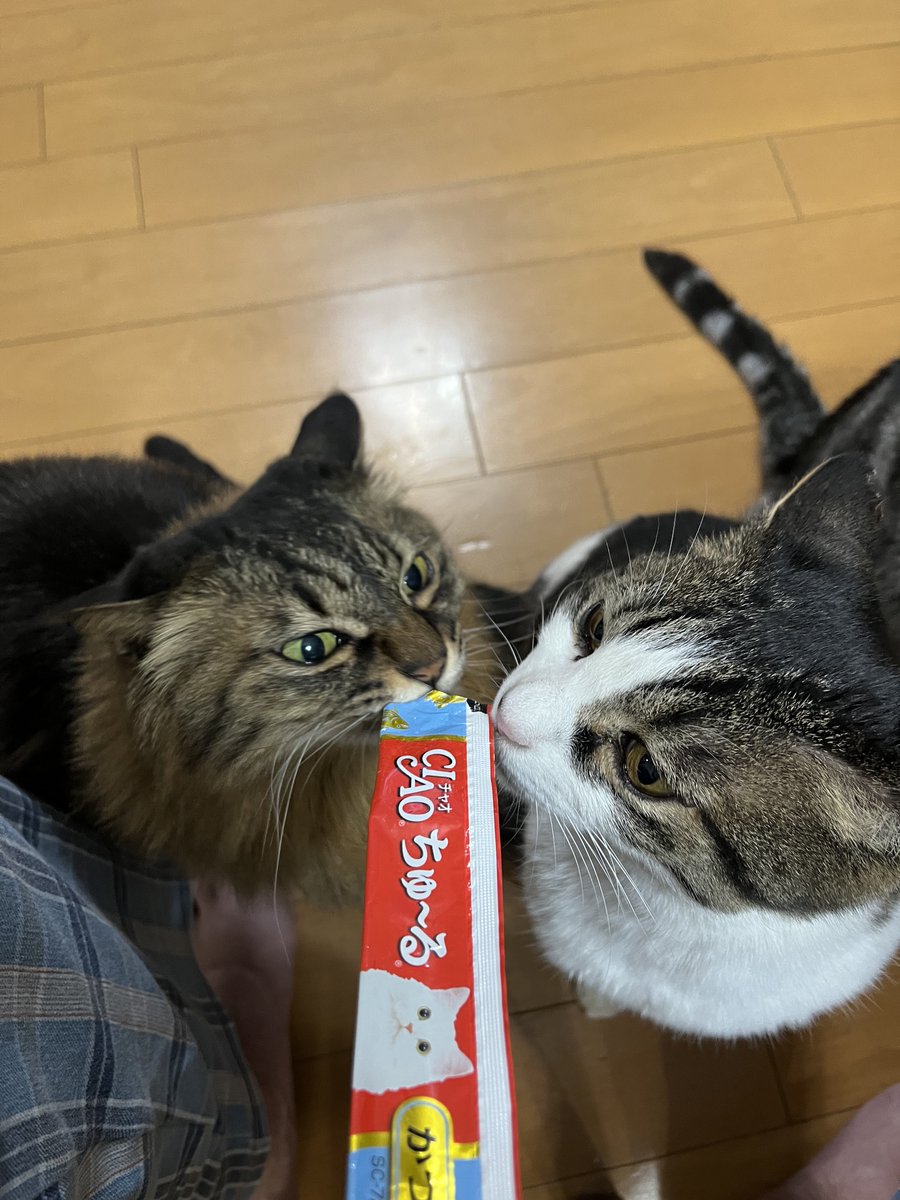 #猫がいる暮らし