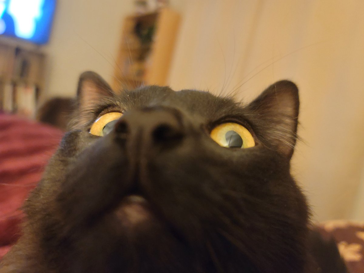 🌿 PearlescentMoon 🌿 tweet media