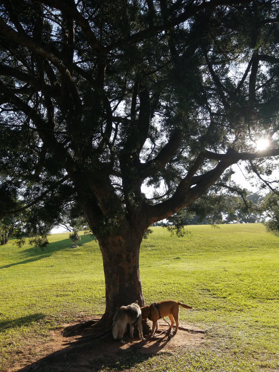 ladydebidebz1's tweet photo. It's a beautiful day for a stroll to the park...
Just stay in the shade...
#PawPatrol
#HelloAutumn
#PerfectMonday
#LoadsheddingLoadschmedding https://t.co/5z5Ngmdl50