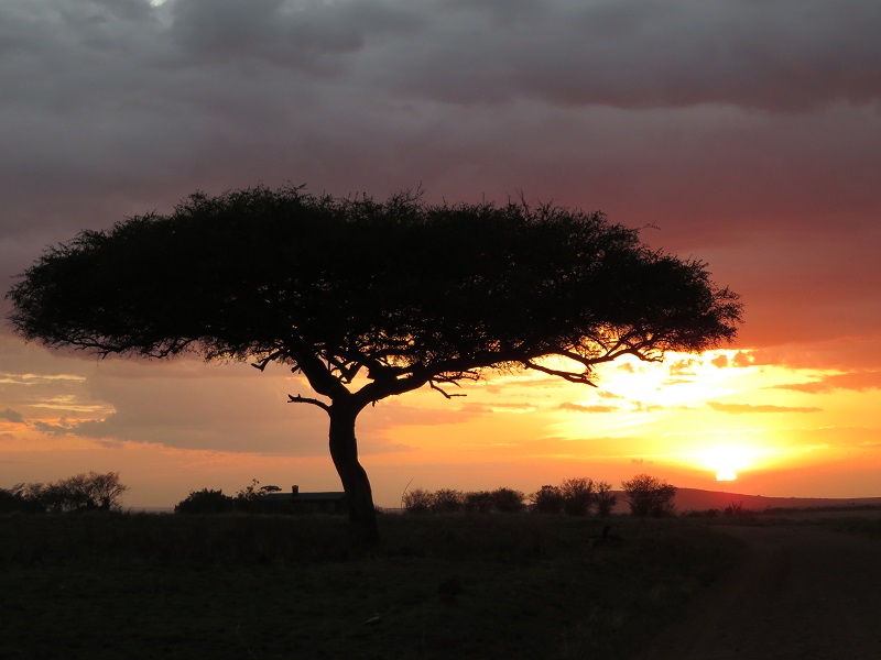NatureinSpirit3's tweet photo. If you're looking for a perfect 9-day safari to immerse yourself in Tanzania's natural beauty, this is the itinerary for you. Join Nature in Spirit Travel on a wildlife safari and relax on Zanzibar's beautiful beaches.
https://t.co/eH1v8xAI2Z
#safari #wildlife #africa #nature https://t.co/i9nRJFR1ad