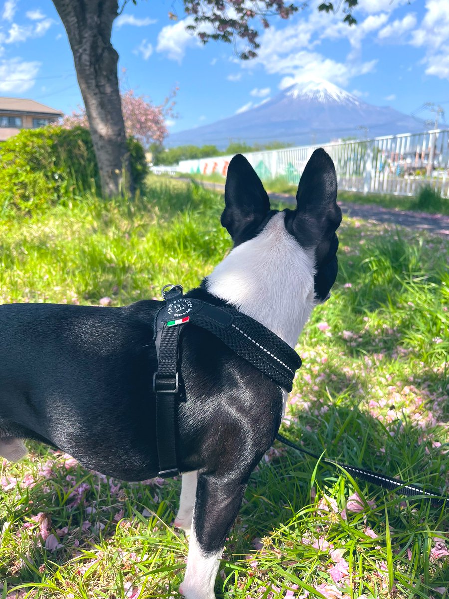 mico_travis's tweet photo. 富士山ピッカーン🗻✨️
散った桜の花びらと新緑も綺麗🌸🌱
真剣な顔で犬活の彼、
電信柱にピーメール✉️を残したつもりだけど、お家でシッコしたからインクが出てないよ🙄
#bostonterrier #いぬのいる暮らし
#犬活 #peemail #筆まめ #犬のお便り https://t.co/4KqziHmVzd