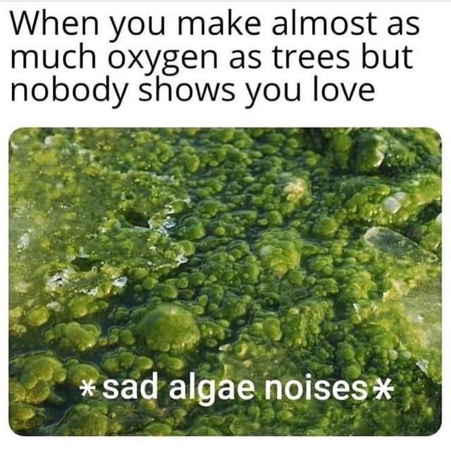 Love this meme! #algae #climatechange #biodiversity