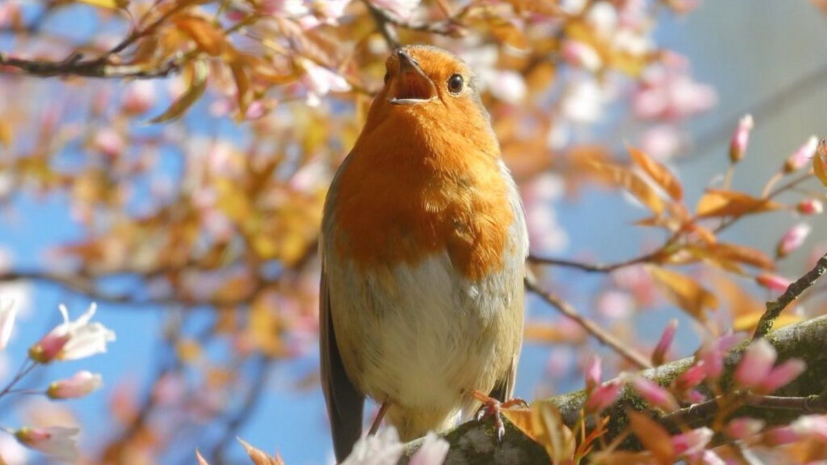 Ivel Valley Wild Bird Food (@IvelValley) / Posts / X