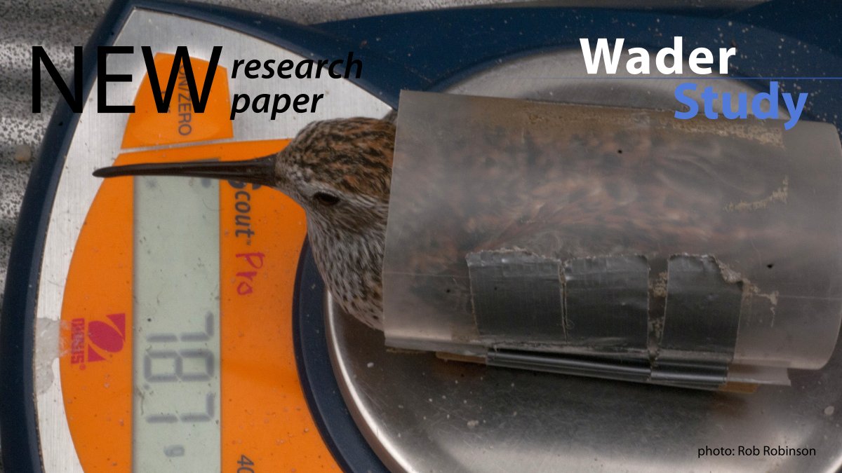 How important is it to standardise the measured mass of shorebirds weighed at varying intervals after capture?
by <a href="/_JacquieClark/">Jacquie Clark</a> et al.

waderstudygroup.org/article/16751/
#waders #shorebirds #ornithology