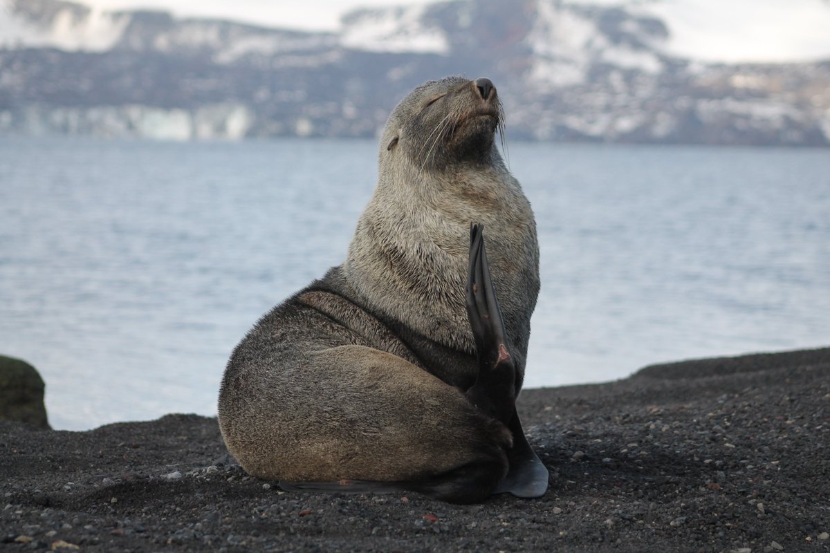 MarMegaFaunaUB's tweet image. ..and talks:
.Wednesday - Forecasting climate-induced  distribution shifts in the sexually dimorphic Antarctic fur seal

.Thursday- Keynote: The business of annihilation: 20th century whaling Iberian peninsula

#ECSconference2023