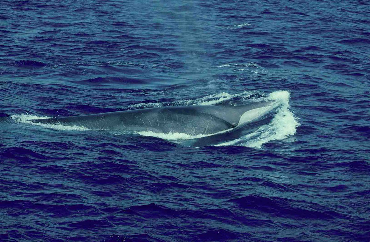 MarMegaFaunaUB's tweet image. ..and talks:
.Wednesday - Forecasting climate-induced  distribution shifts in the sexually dimorphic Antarctic fur seal

.Thursday- Keynote: The business of annihilation: 20th century whaling Iberian peninsula

#ECSconference2023