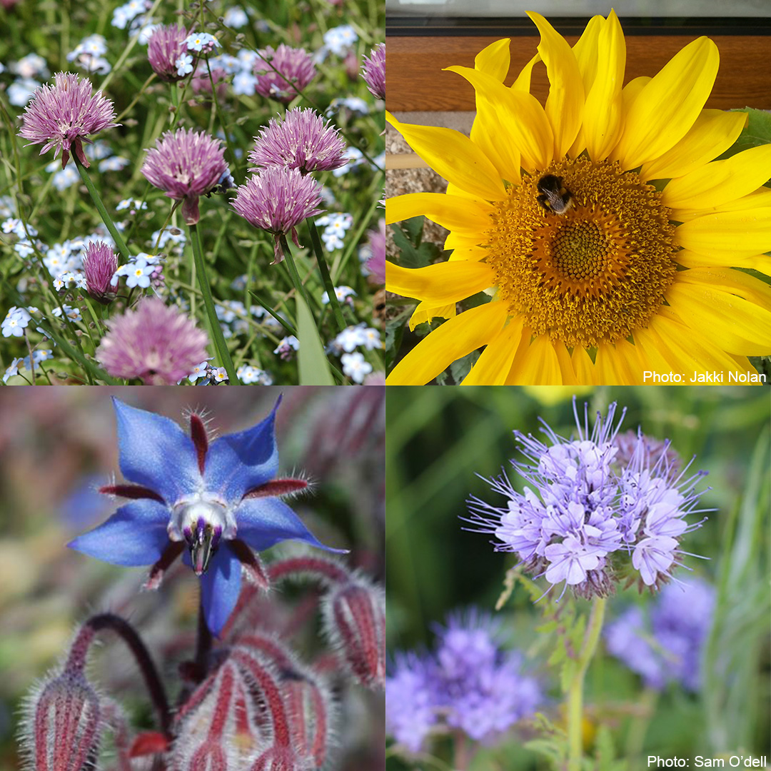 What can you plant for bumblebees in April? 🌱

This month boost your #FlowerPower 🌼💪 with chives, sunflowers, lacy phacelia or borage!

Get your FREE April guide for full advice &amp; flowering times 👉 ow.ly/Pwcu50MIWyg

#BeeTheChange #GardeningTips #SaveTheBees