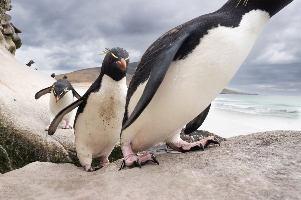 Follow The Leader.
Good Morning all, just back from a cracking ten days exploring a few new parts of Scotland (this image was not from that trip😂) Hope you all had an awesome weekend.
