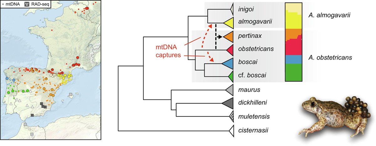 Congrats to <a href="/JohannaAmbu/">Johanna Ambu</a> for the publication of her first PhD chapter on the phylogenomics of midwife toads! dx.doi.org/10.1016/j.ympe…