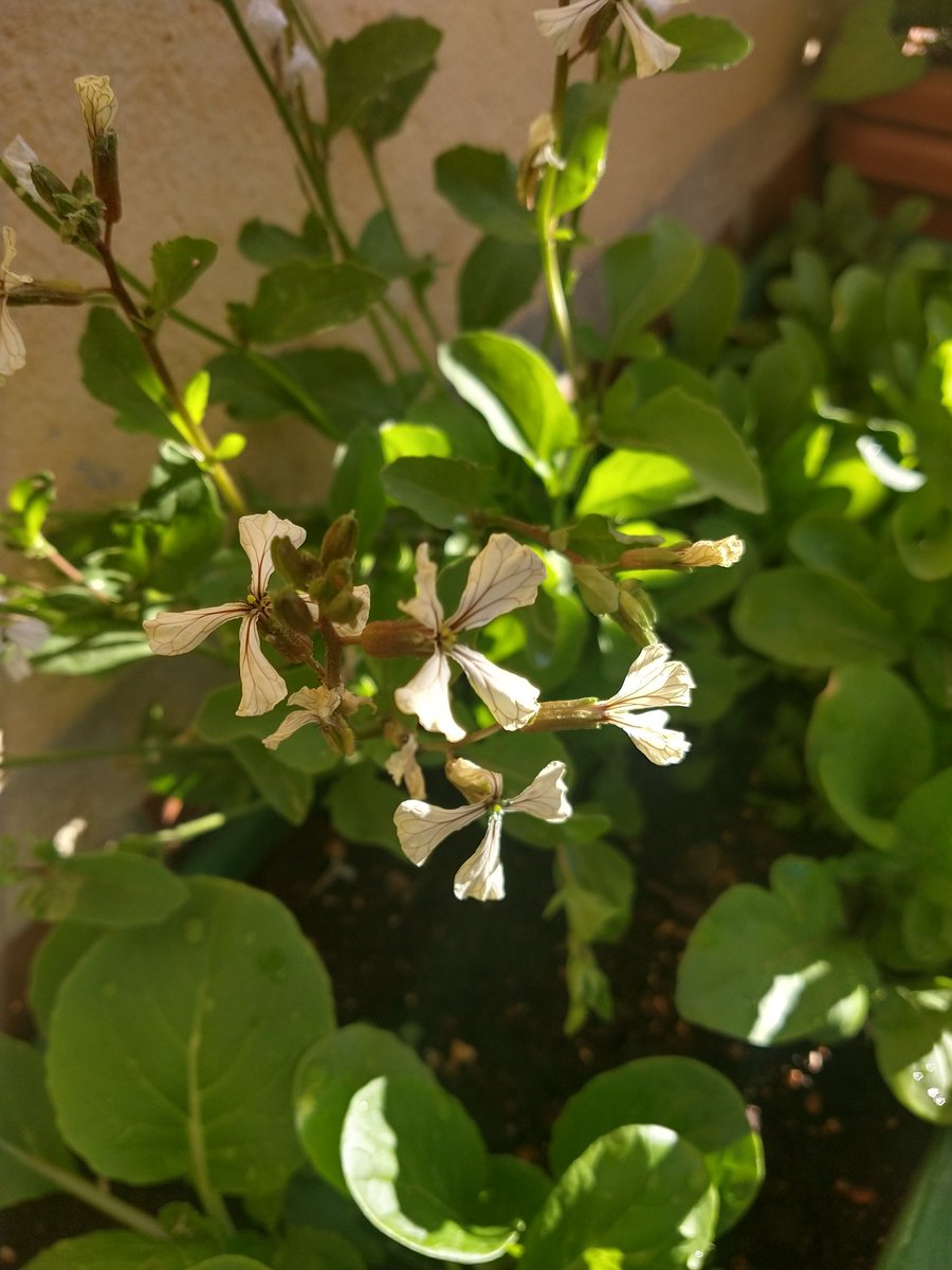 pancartera's tweet photo. Primeras flores del #minihuerto: cebollino, rúcola, judías, tomate. https://t.co/BJbGLqGy90