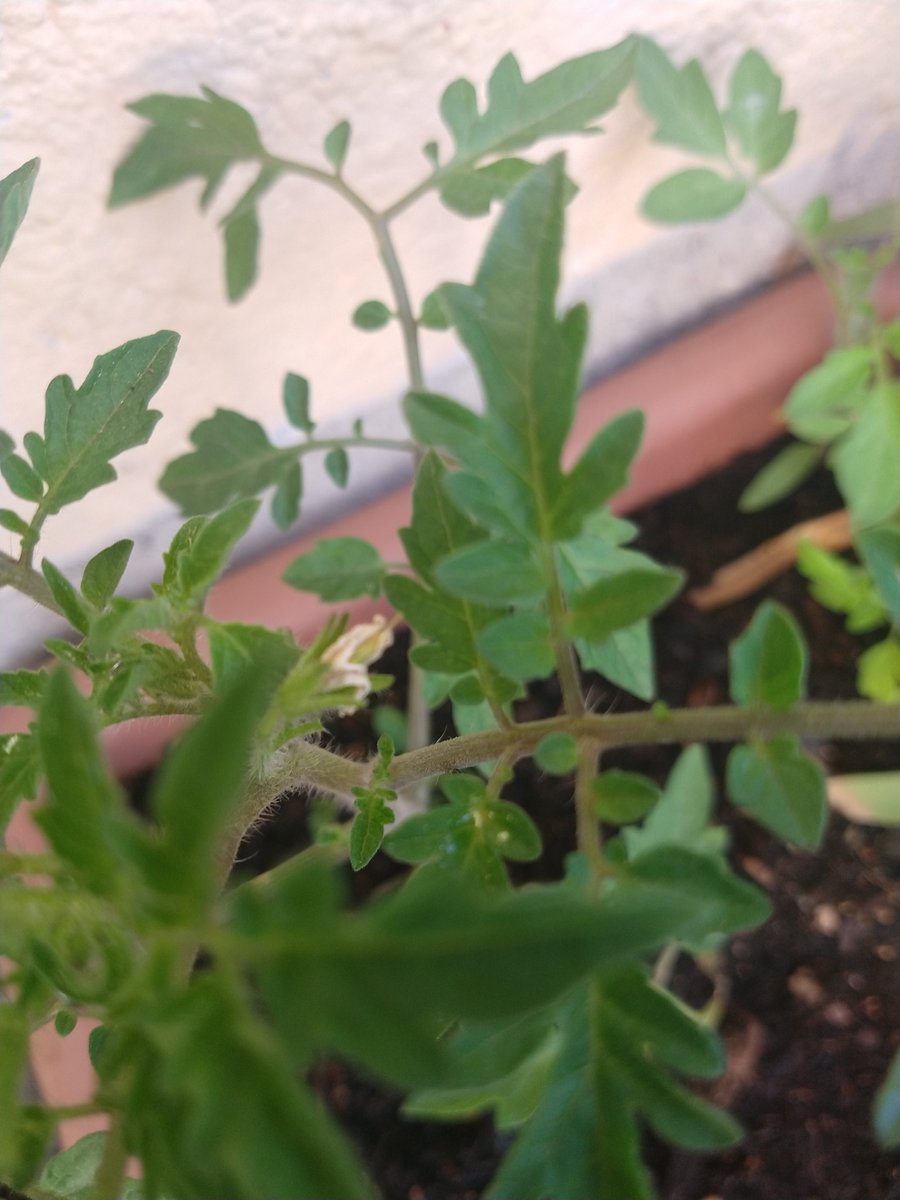 pancartera's tweet photo. Primeras flores del #minihuerto: cebollino, rúcola, judías, tomate. https://t.co/BJbGLqGy90