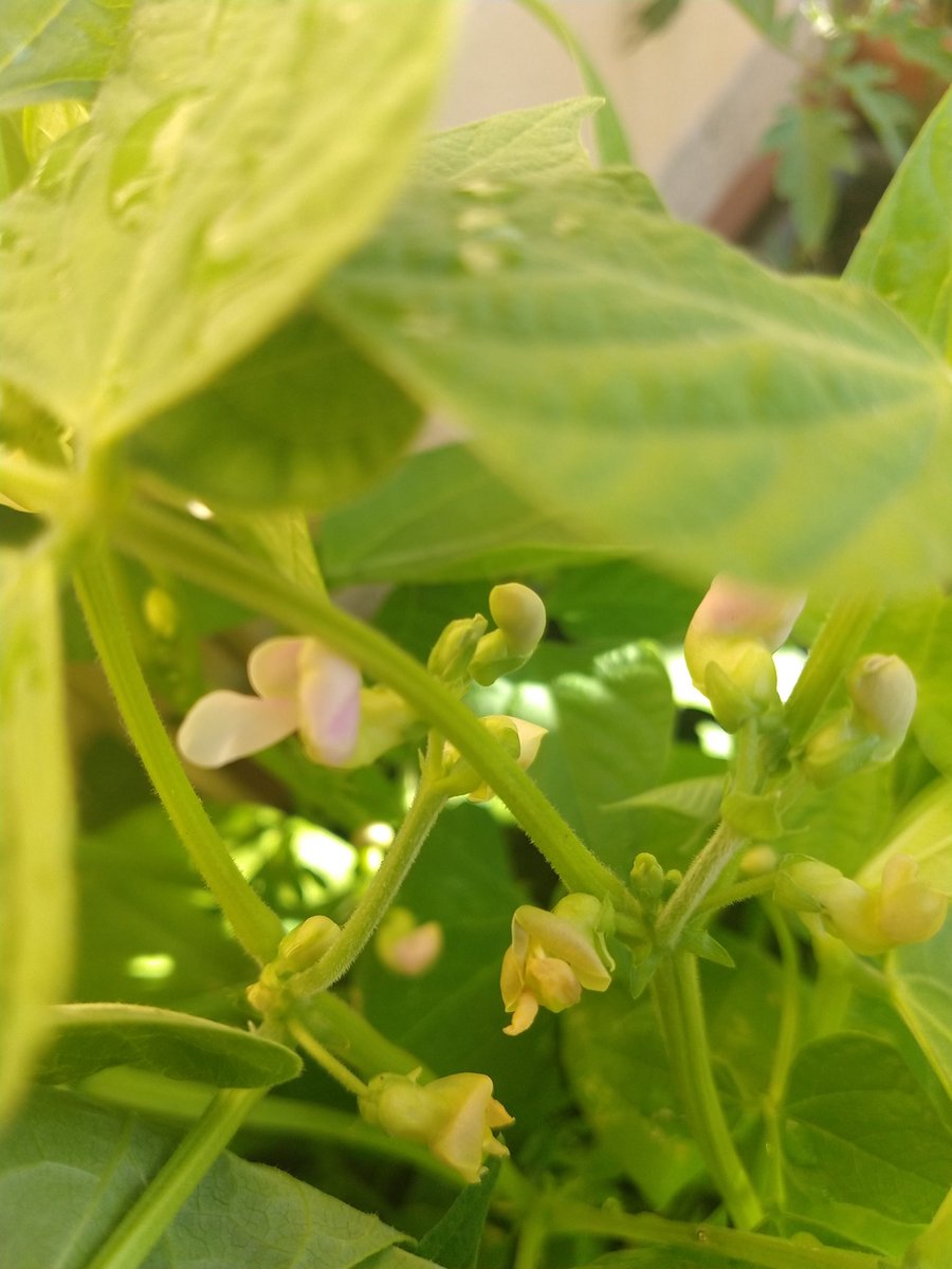 pancartera's tweet photo. Primeras flores del #minihuerto: cebollino, rúcola, judías, tomate. https://t.co/BJbGLqGy90