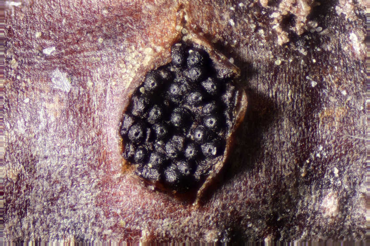 RPilze's tweet photo. Diaporthe strumella ex Ribes rubrum

#Diaporthestrumella #Diaporthe #Johannisbeerkugelpilz #mushroom #mushrooms #fungus #fungi #pilz #pilze #champignons #champignon #nature #natur #Johannisbeere #currant #Groseillier #grosella https://t.co/vtFkqTSDd6