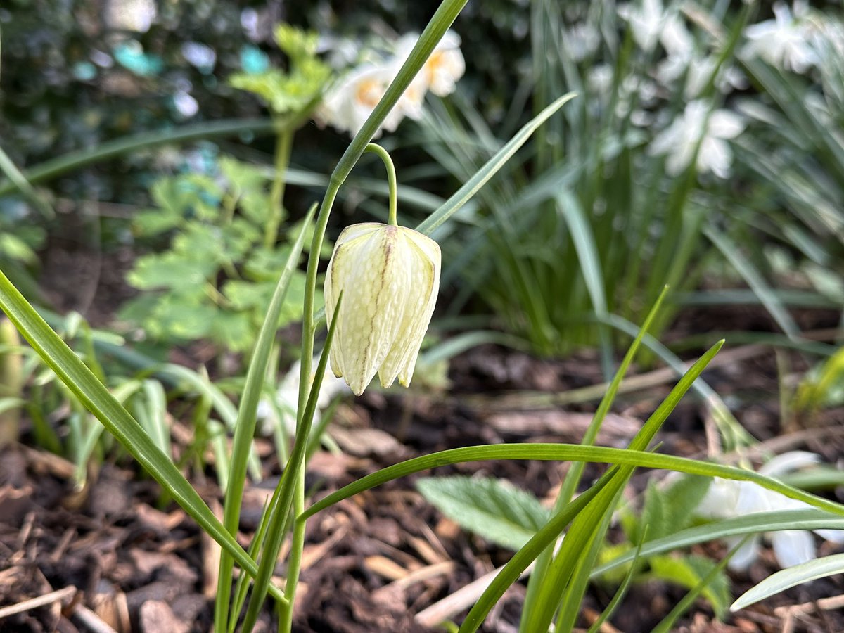 PotteringPolly's tweet image. My white Fritillaries have finally come out &amp;amp; I’ve taken my first ever, in focus picture of one 🤗🌿🤍🌿

#GardeningTwitter #flowers #springbulbs #fritilleriameleagris @papaver