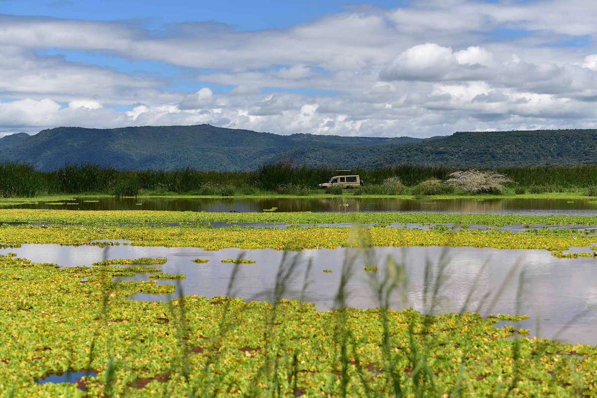 NatureinSpirit3's tweet photo. A day trip to Lake Manyara National Park is a great opportunity to get a feel of unspoiled paradise including lush green forest, lake Manyara which is nourished by underground springs and rich with a variety of wildlife species.
#tanzania #safari #zanzibar #manyara https://t.co/jwYHxRxZQu